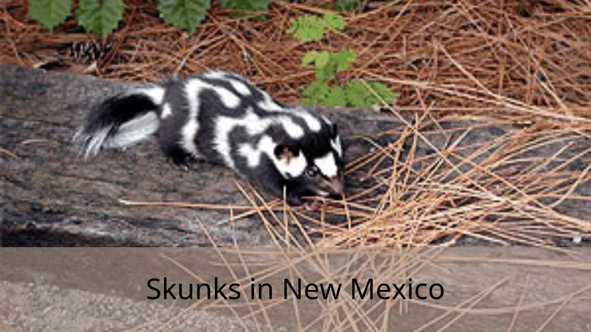Skunks-in-New-Mexico