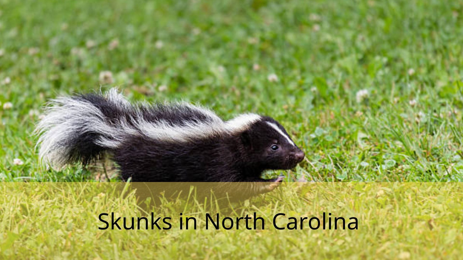 Skunks-in-North-Carolina