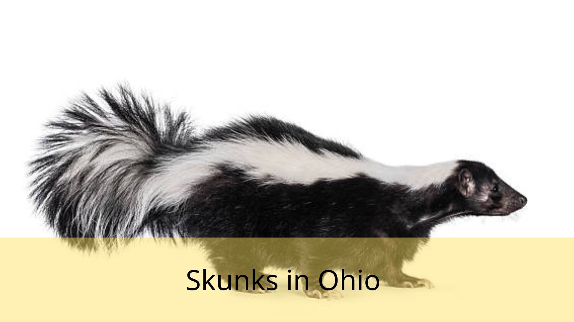 Skunks-in-Ohio