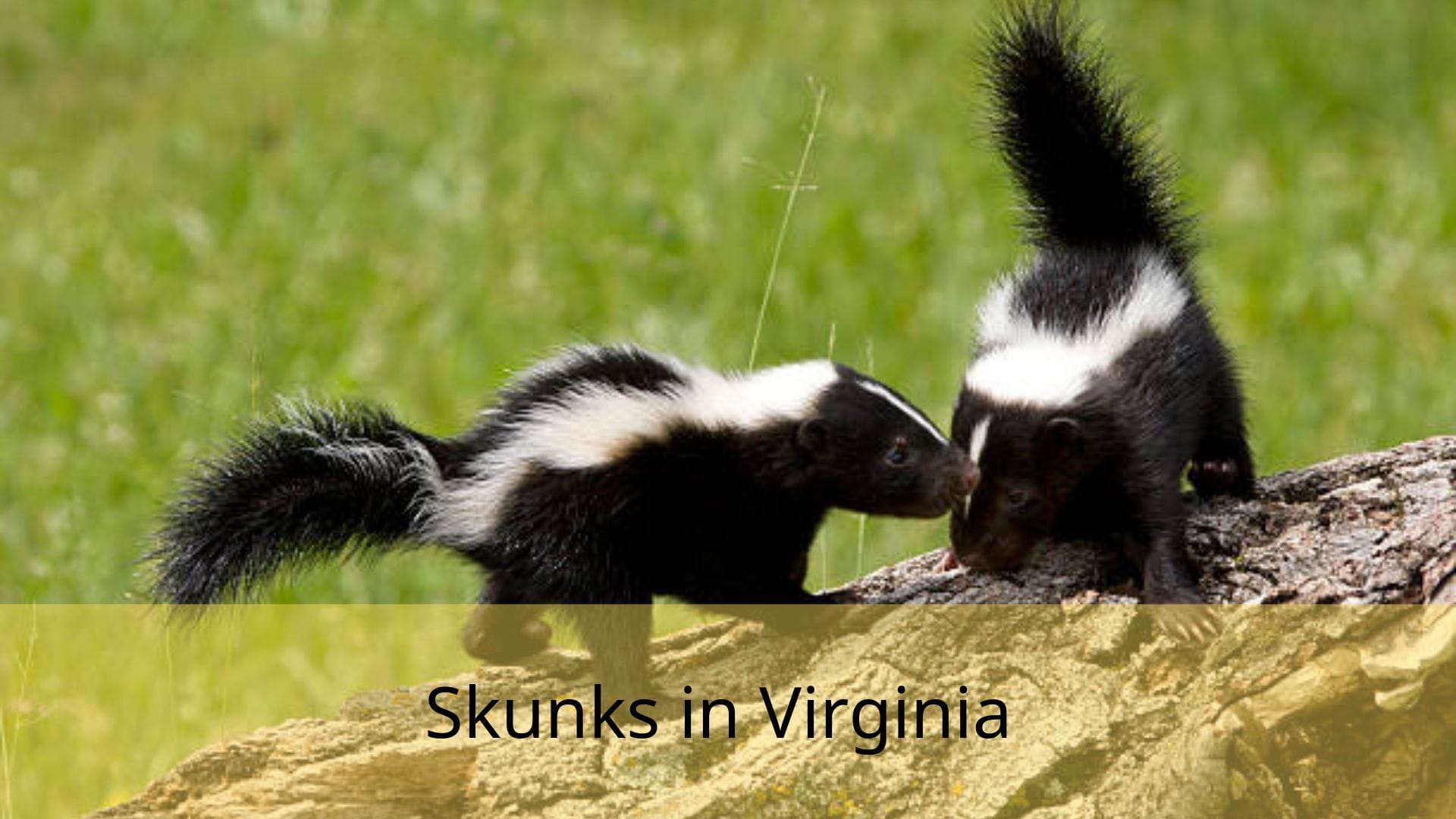 Skunks-in-Virginia