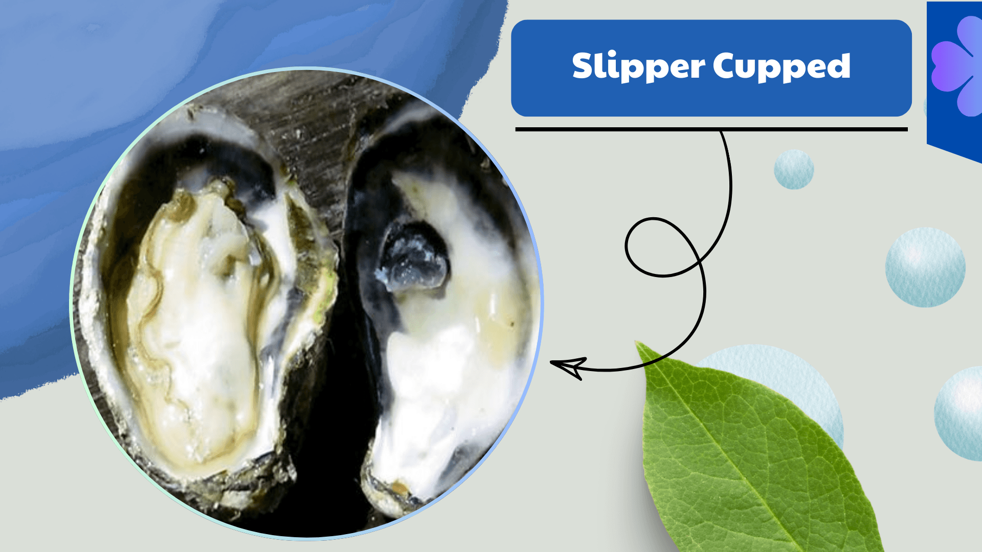 Slipper Cupped Oyster