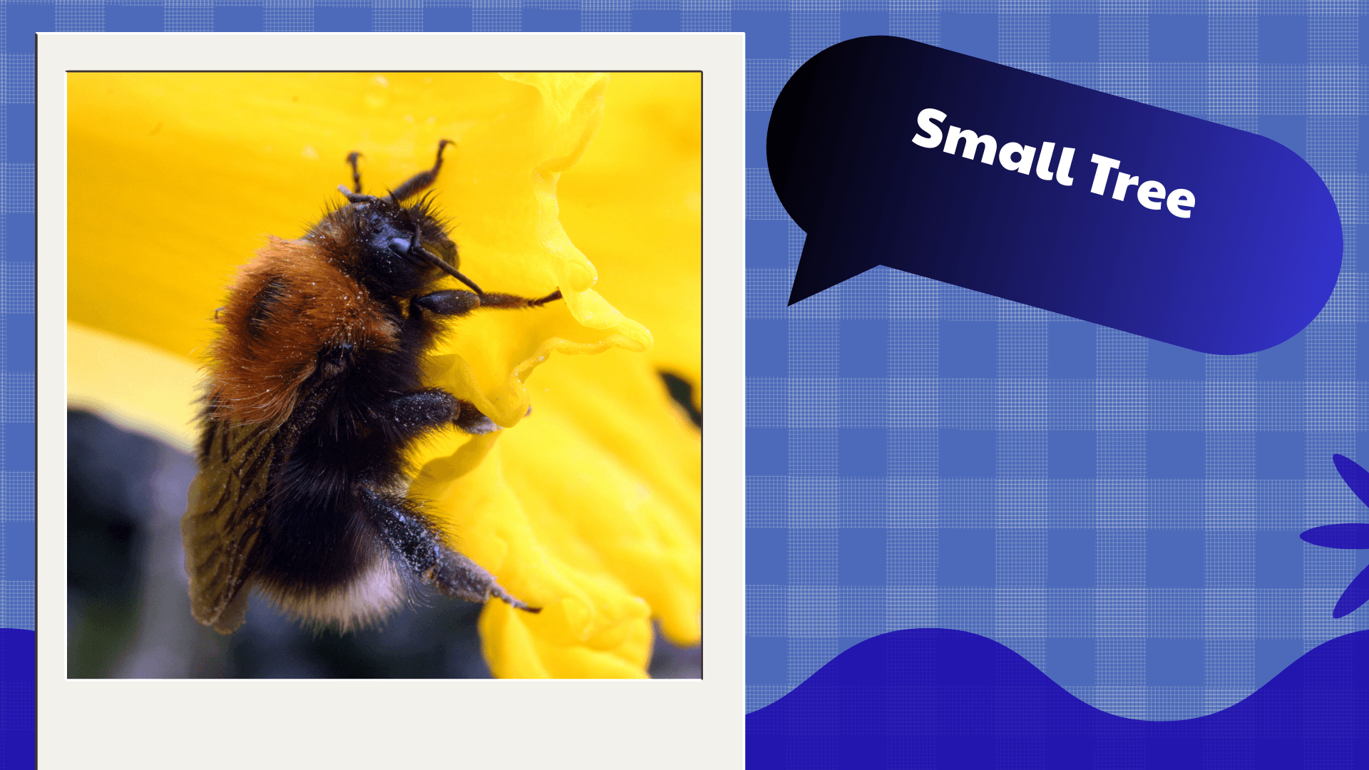 Small Tree Bumblebee