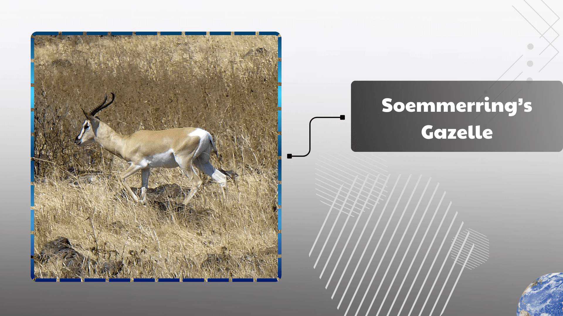Soemmerring’s Gazelle