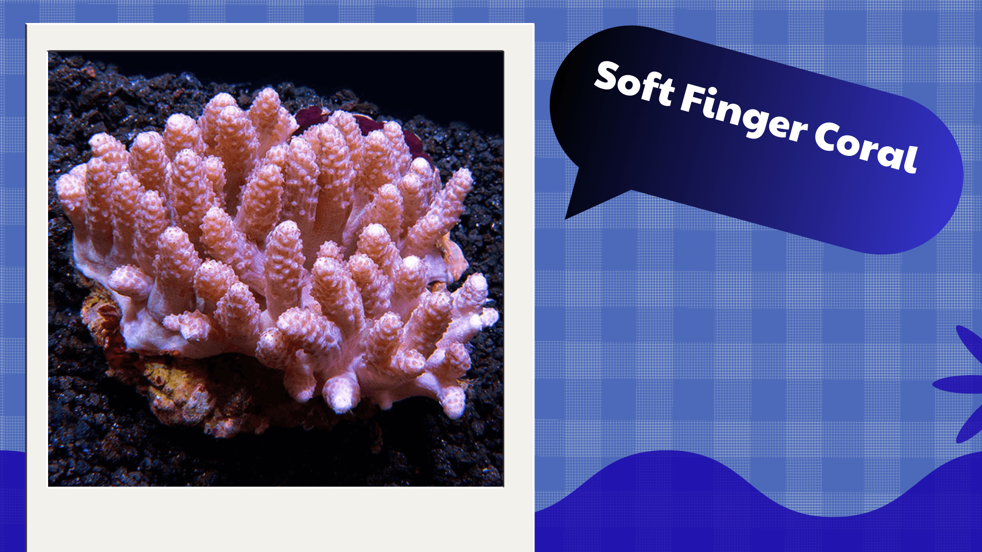Soft Finger Coral 