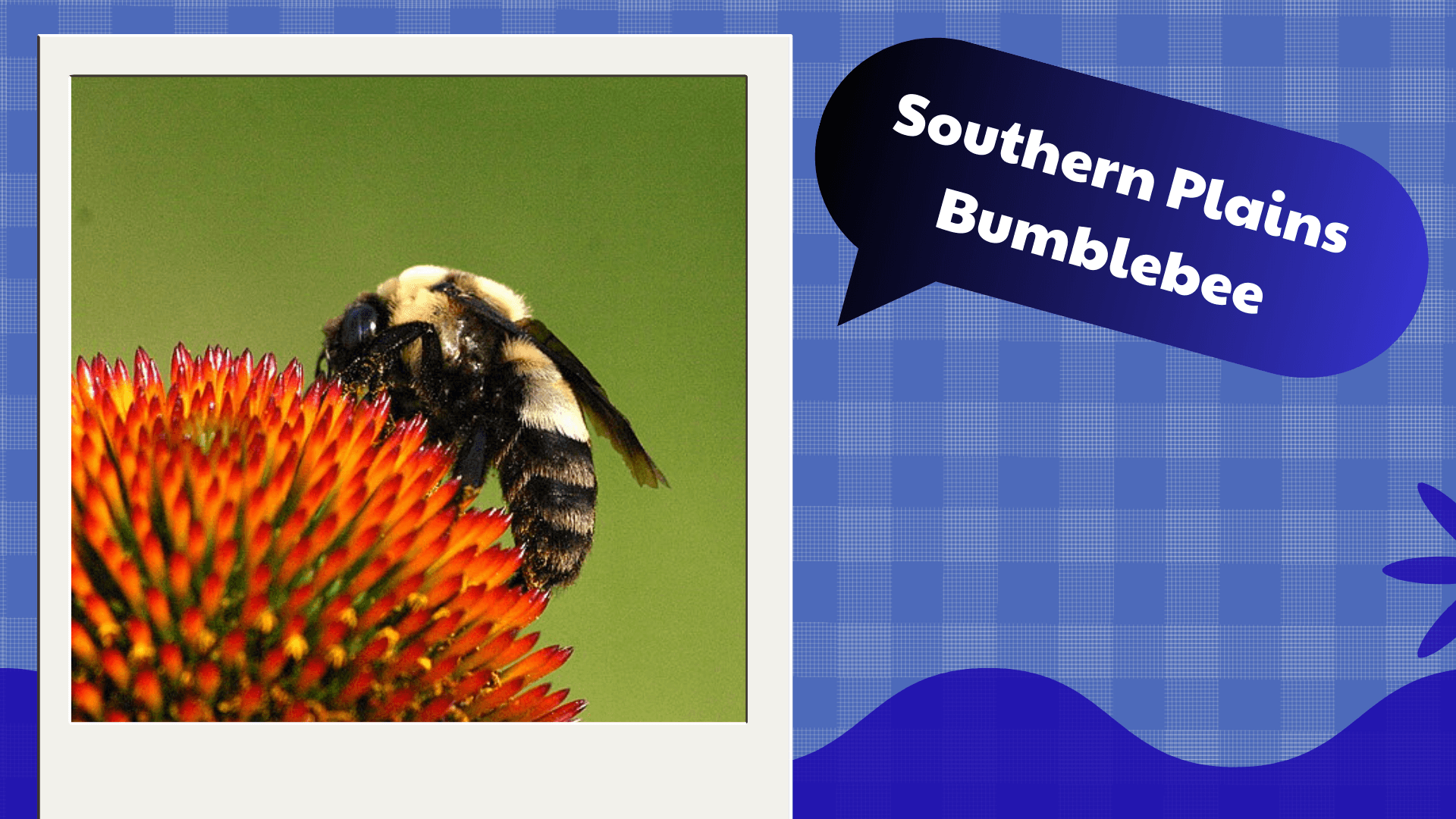 Southern Plains Bumblebee