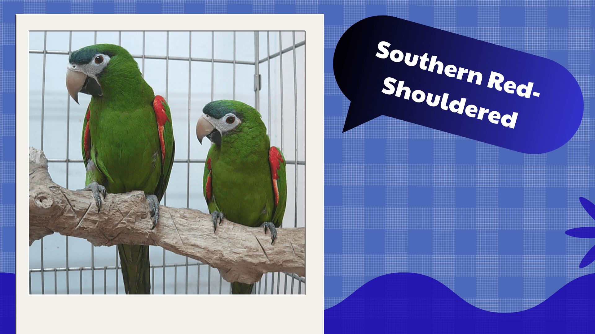 Southern Red-Shouldered Macaw