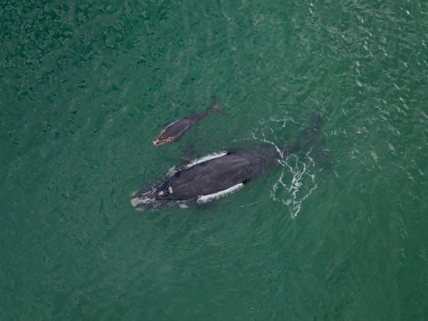 Southern-Right-Whale