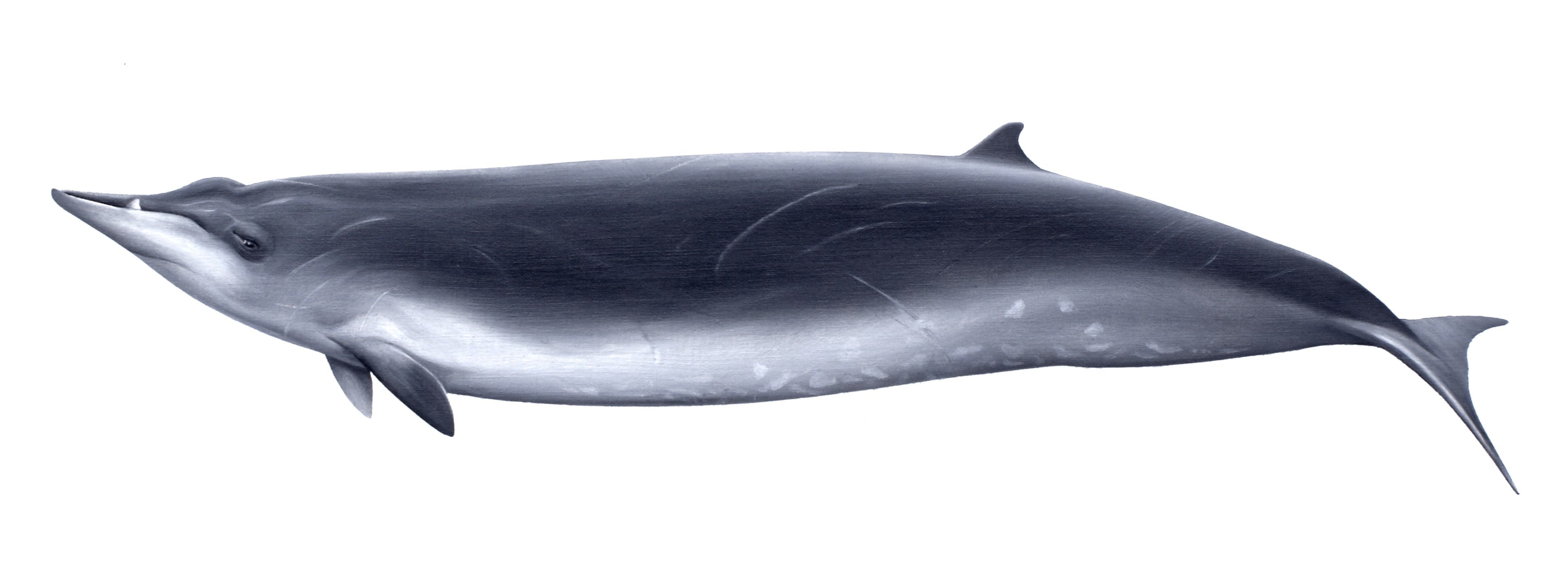 Sowerbys-Beaked-Whale