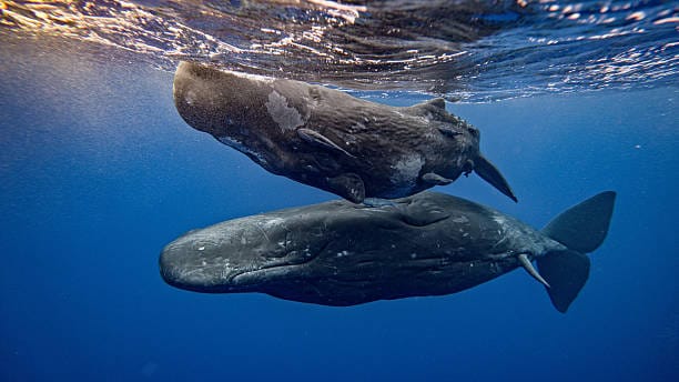 Sperm-Whale