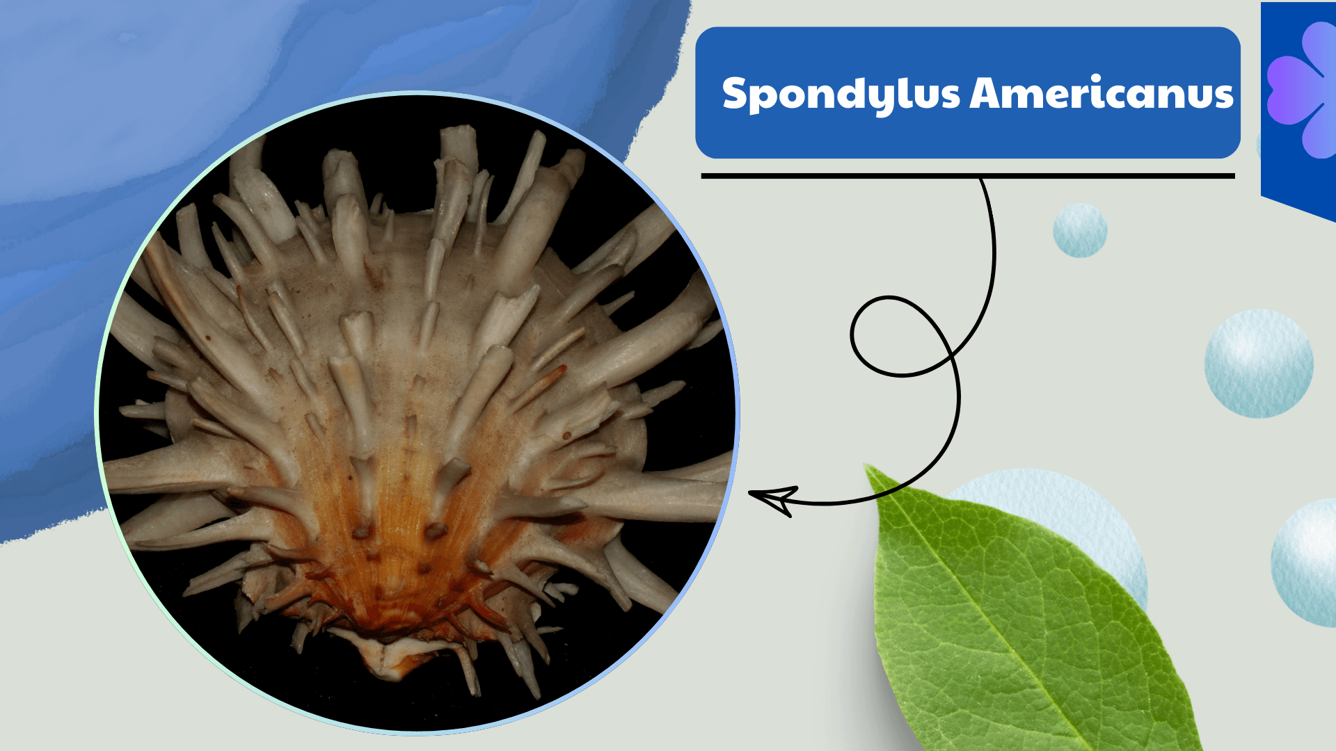 Spondylus Americanus Oyster
