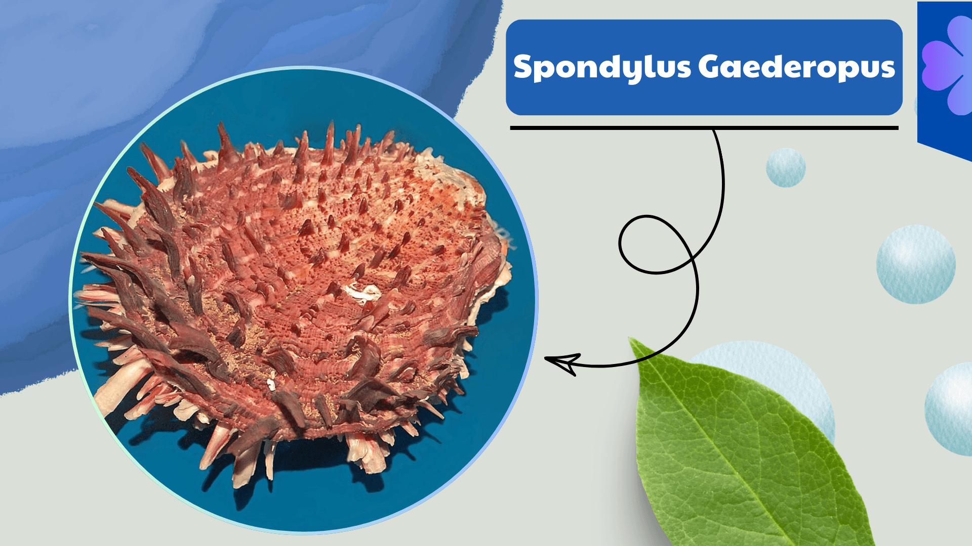 Spondylus Gaederopus Oyster
