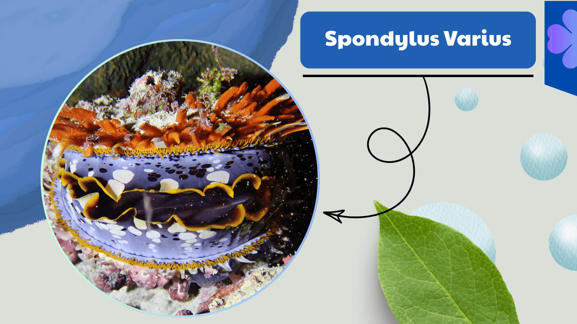 Spondylus Varius Oyster