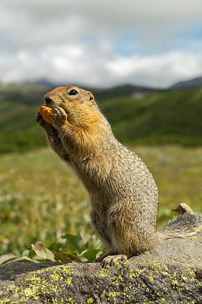 Spotted-Ground-Squirrel