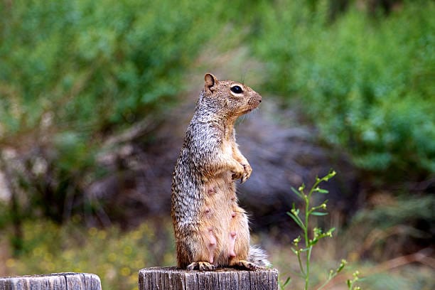 Rock-Squirrel