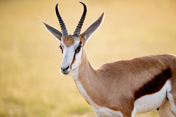 Springbok