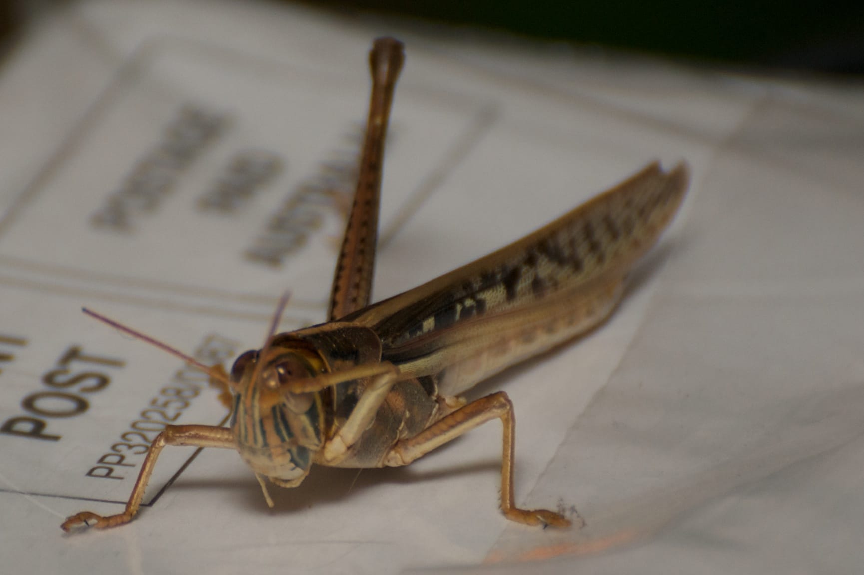 Spur-Throated-Grasshopper