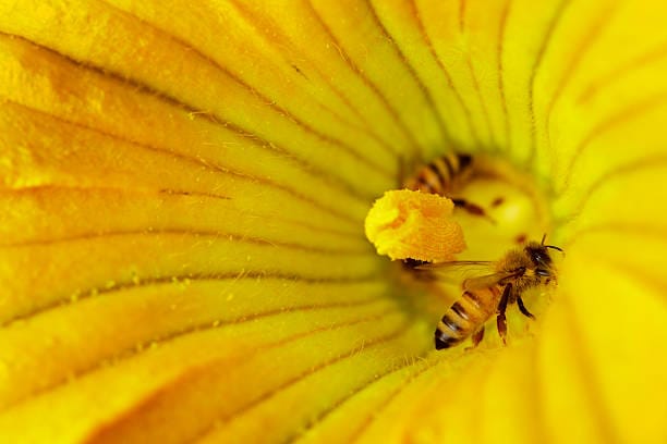 Squash-Bee