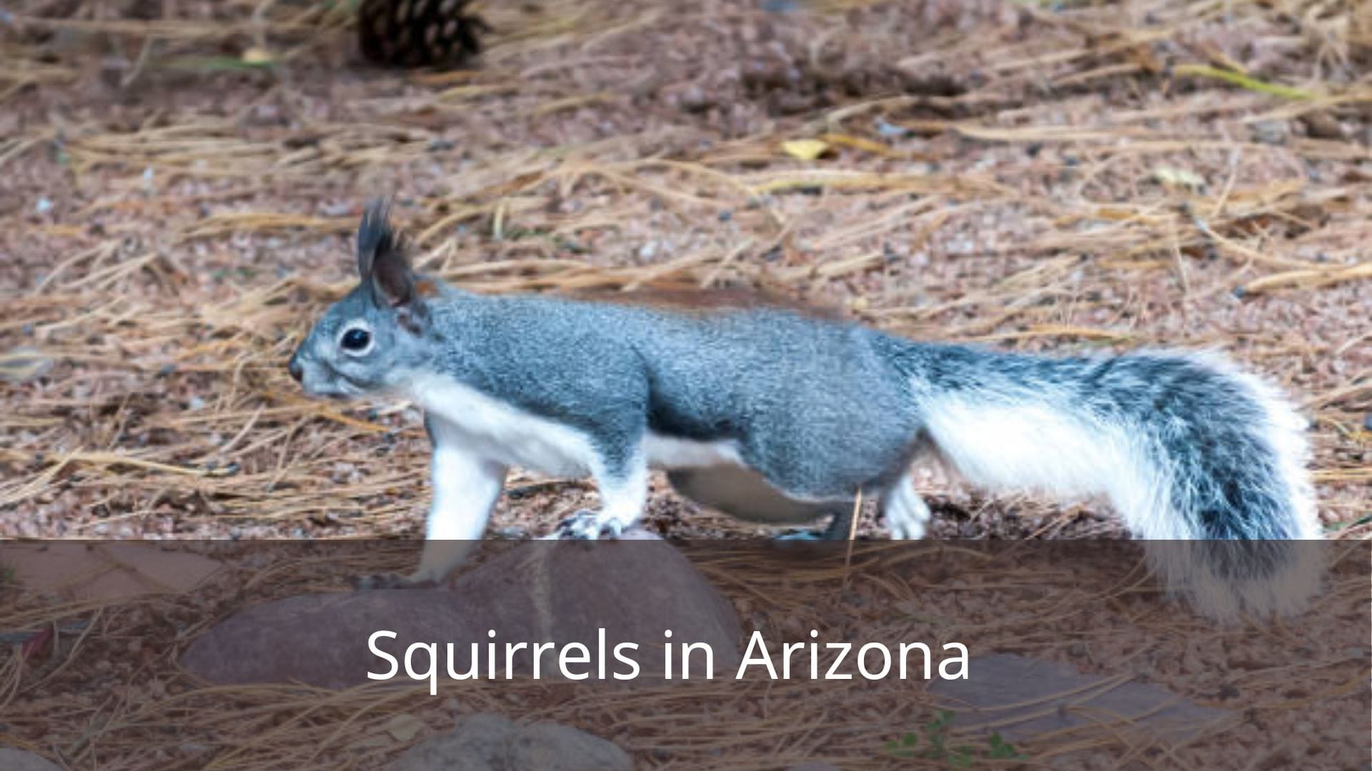 Squirrels-in-Arizona-1