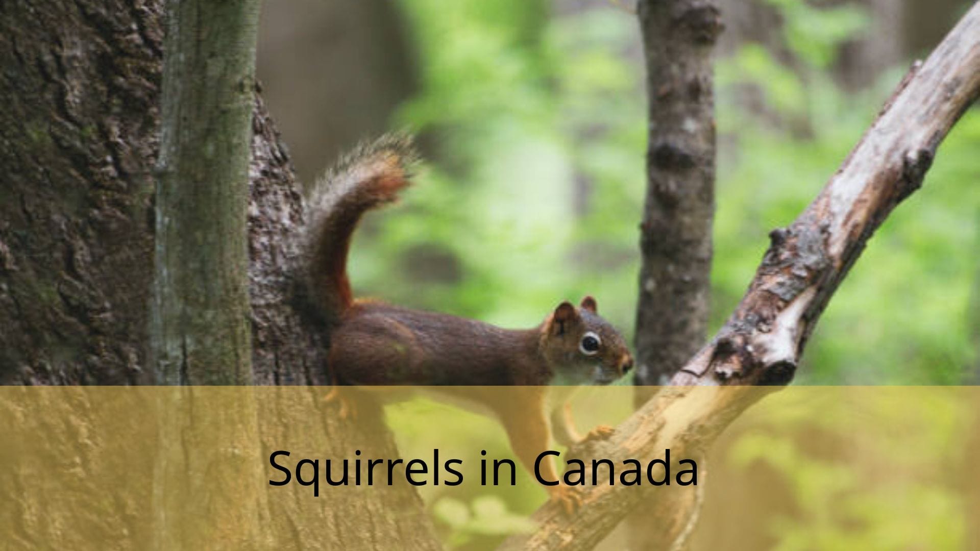 Squirrels-in-Canada