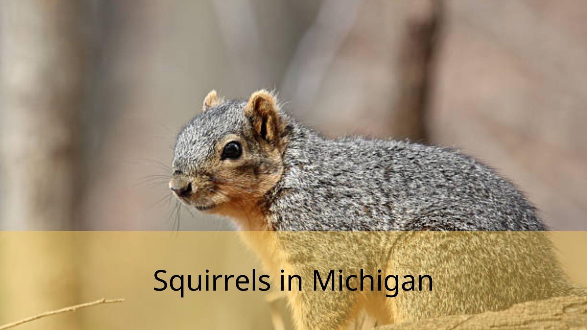 Squirrels-in-Michigan