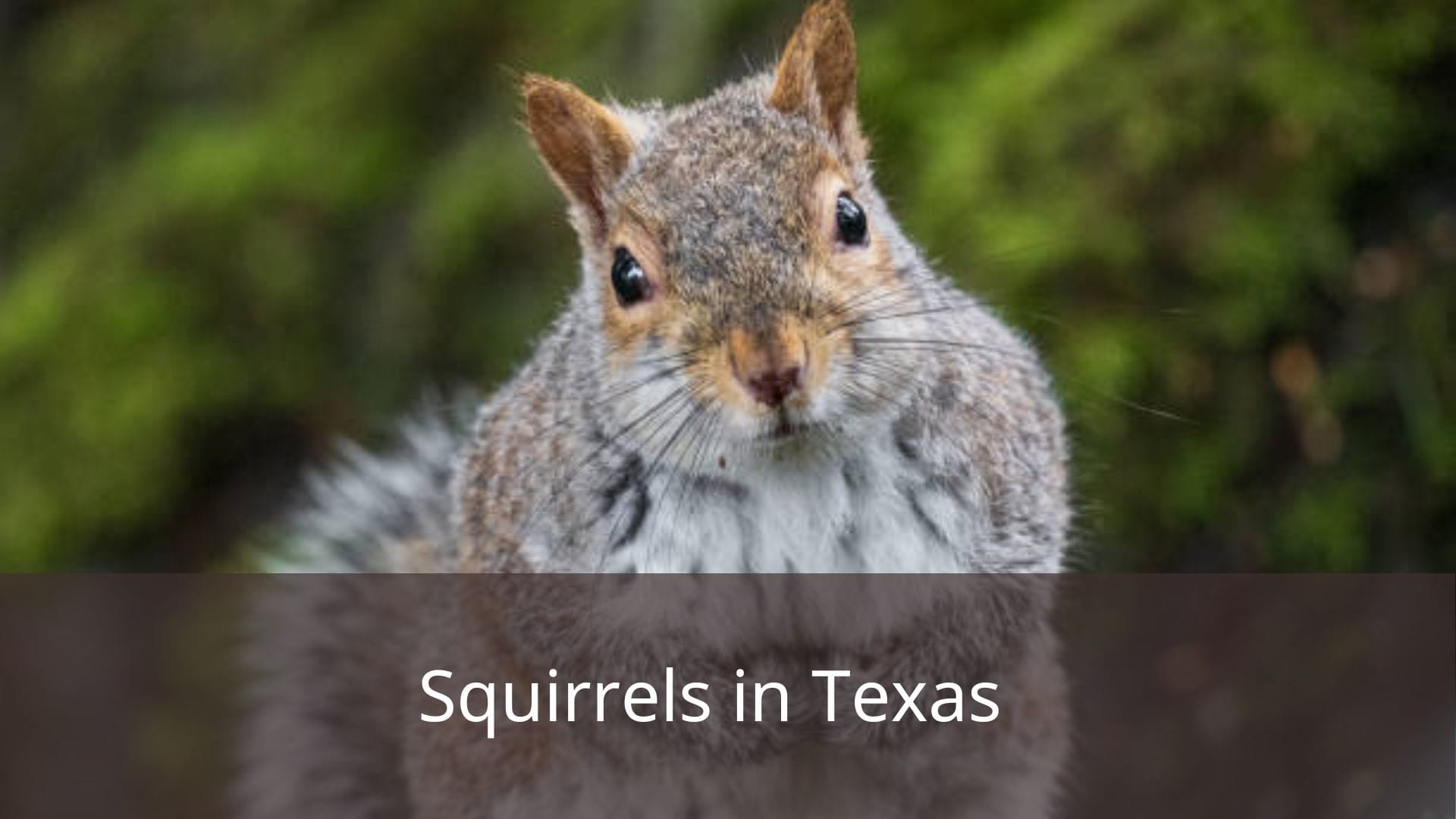 Squirrels-in-Texas