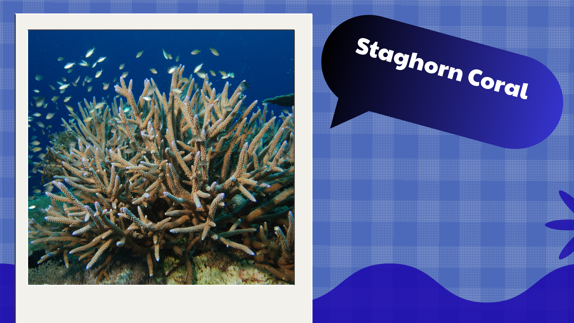 Staghorn Coral
