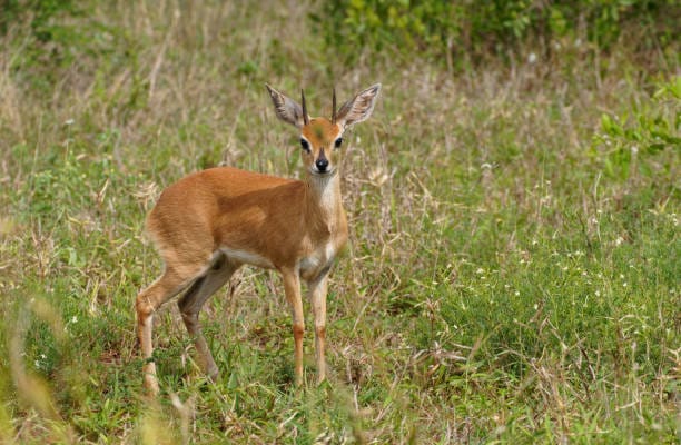 Steenbok