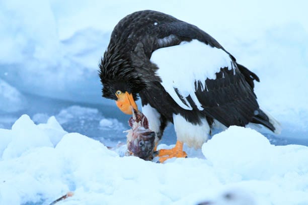 Stellers-Sea-EagleStellers-Sea-Eagle