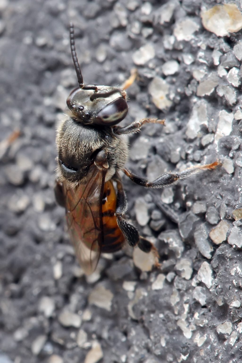 Stingless-Bee
