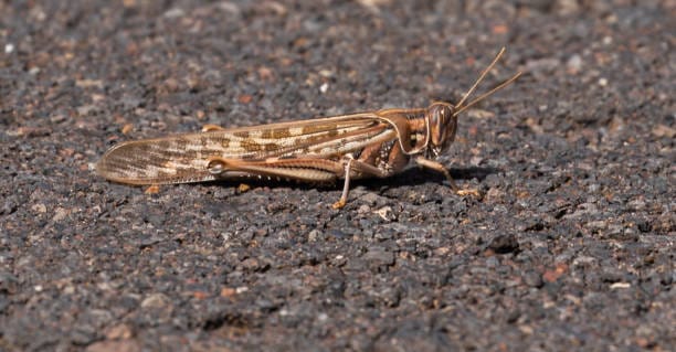 Striped-Horse-Grasshopper