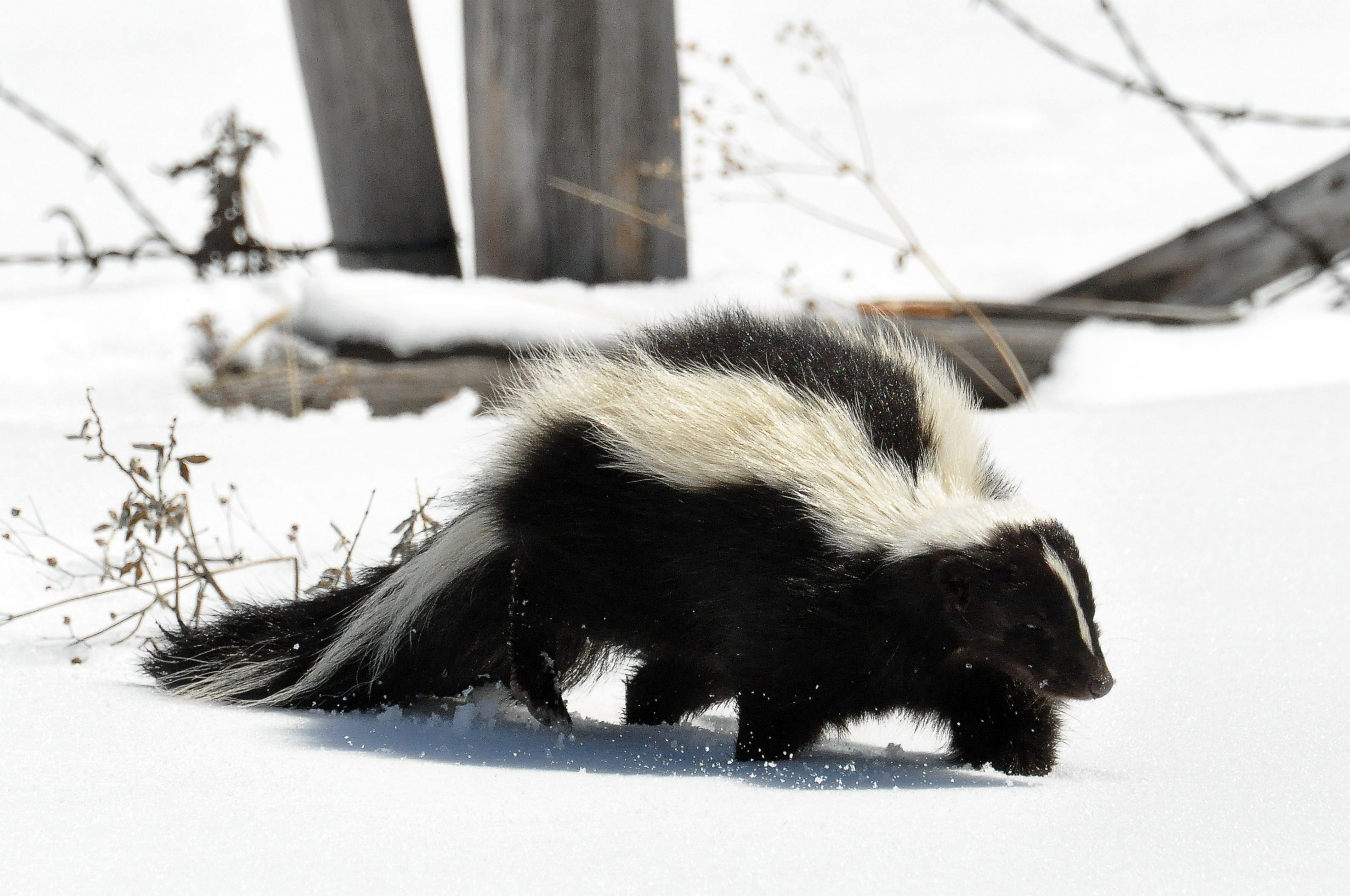 Striped-Skunk