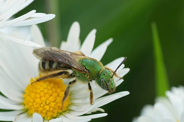 Striped-Sweat-Bee
