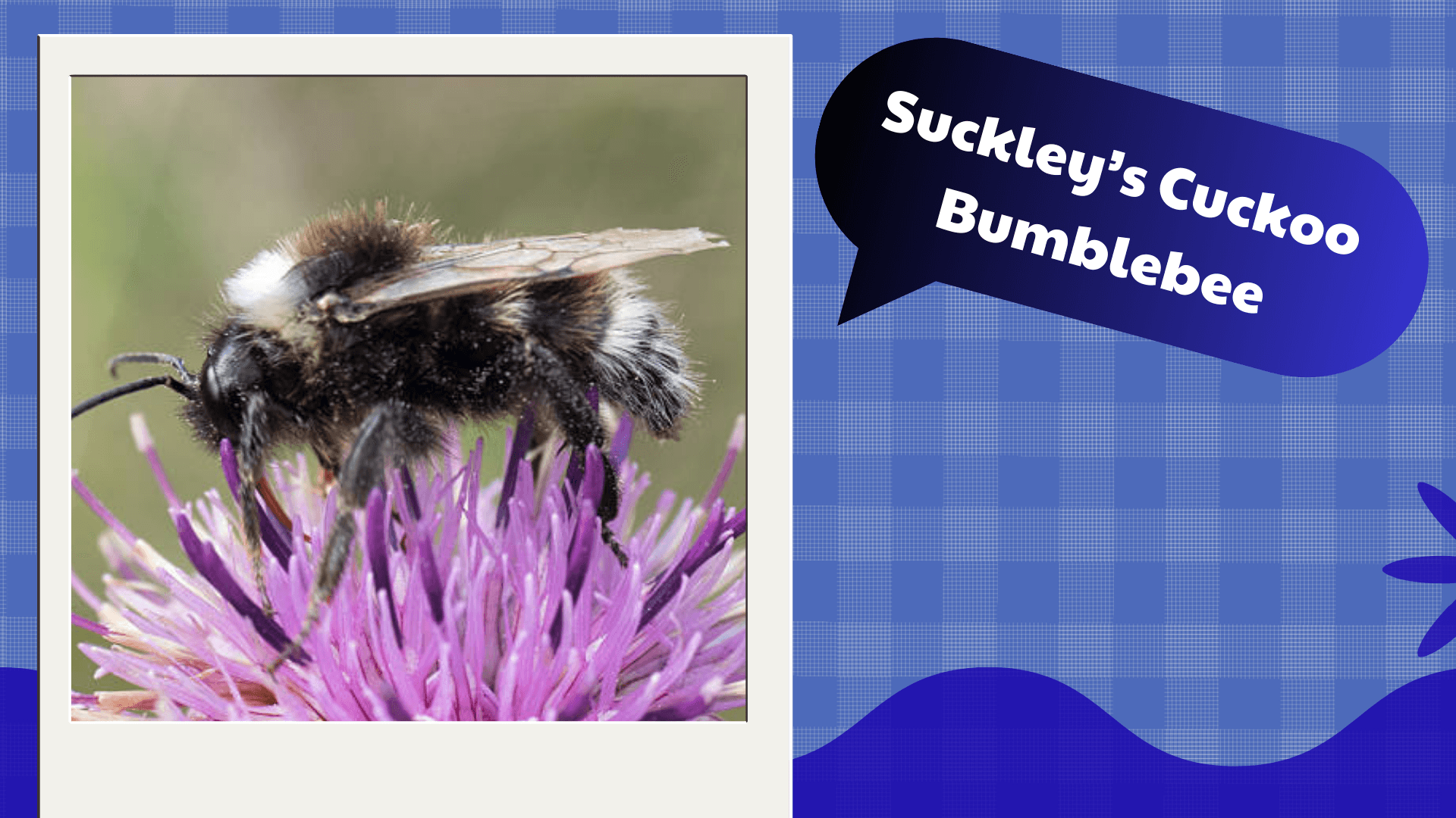 Suckley’s Cuckoo Bumblebee