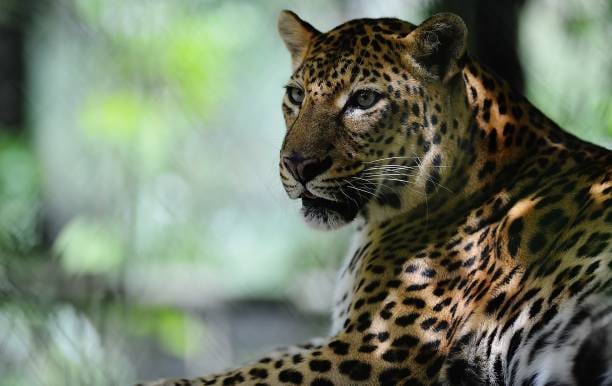 Sunda-Island-Leopard