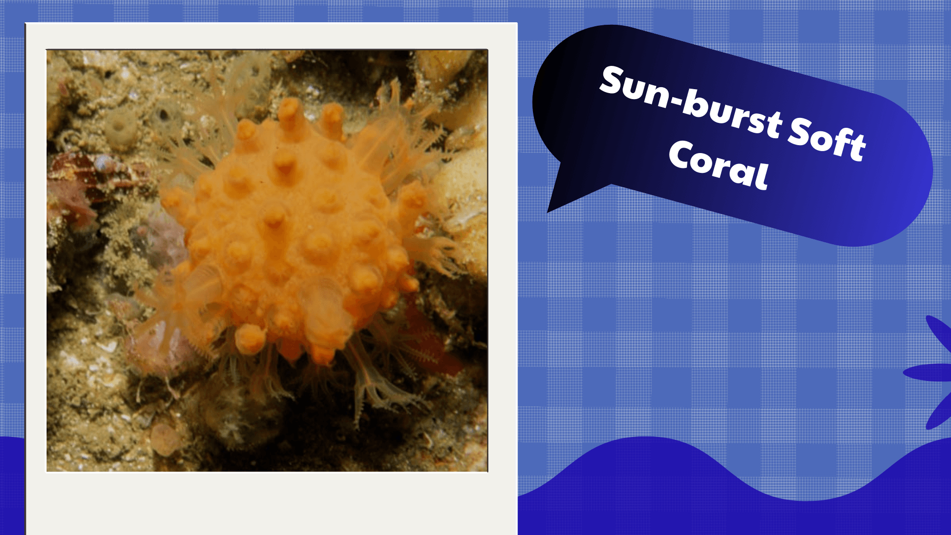 Sun‑burst Soft Coral