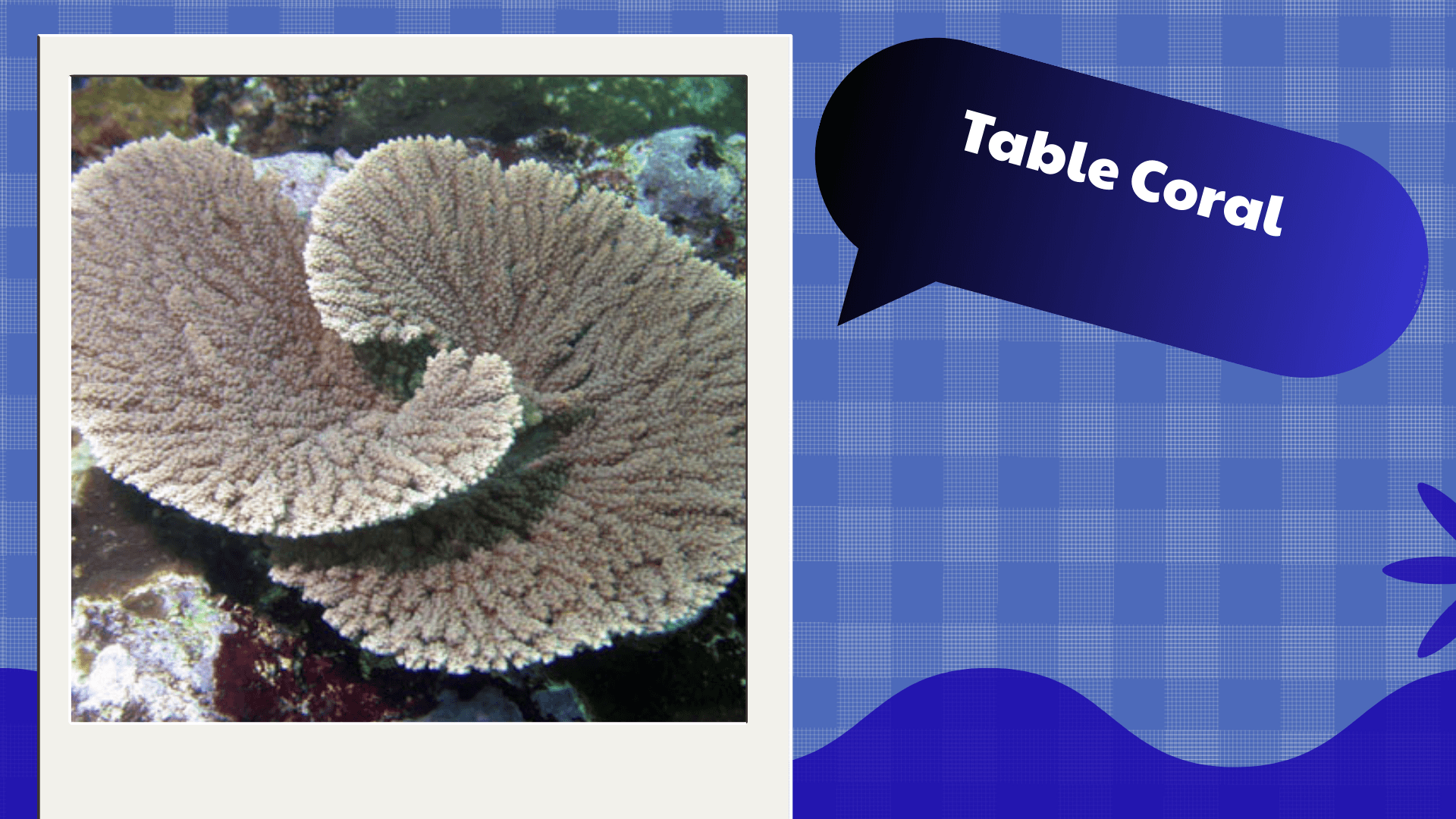 Table Coral