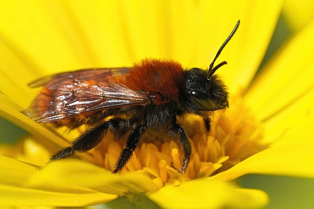 Tawny-Mining-Bee