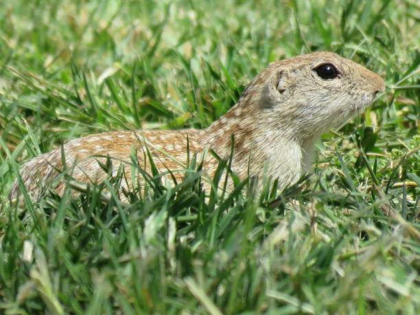 Texas-Antelope-Squirrel