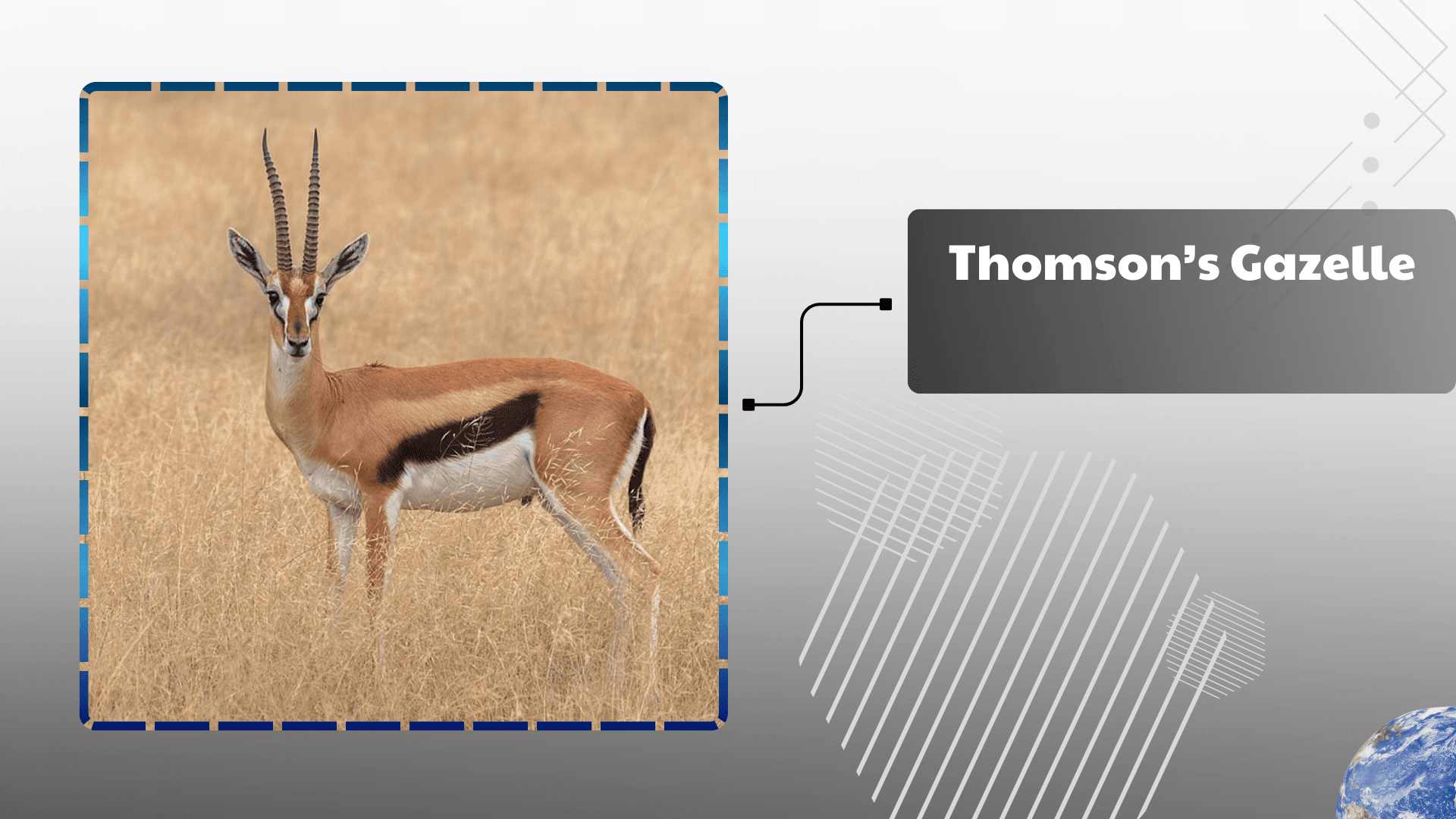 Thomson’s Gazelle