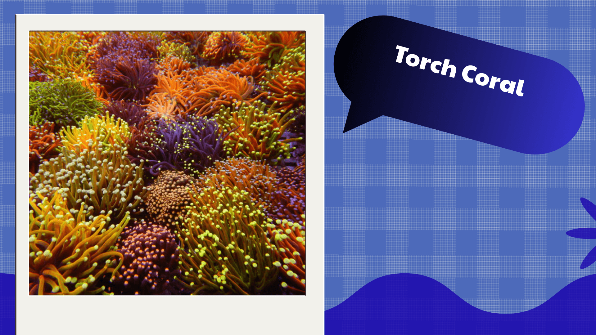 Torch Coral