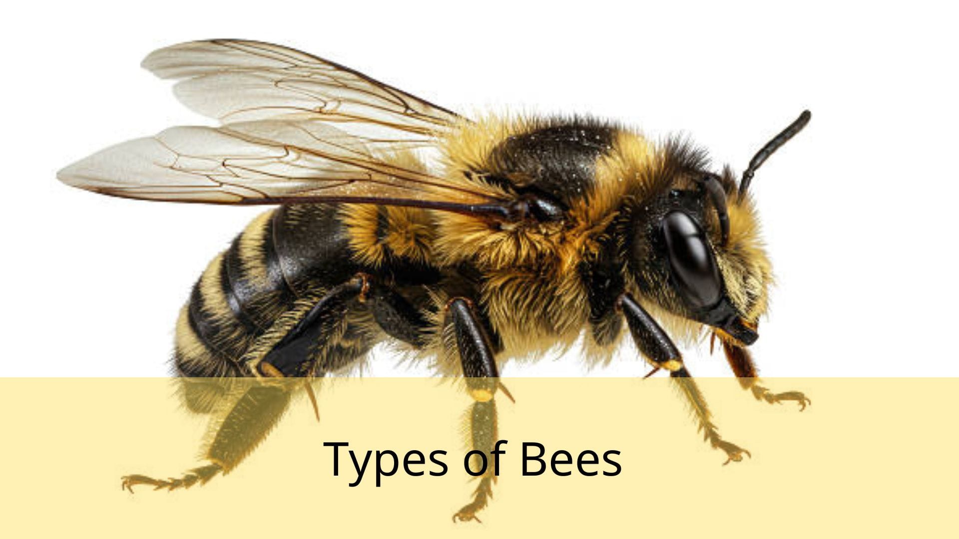 Types-of-Bees