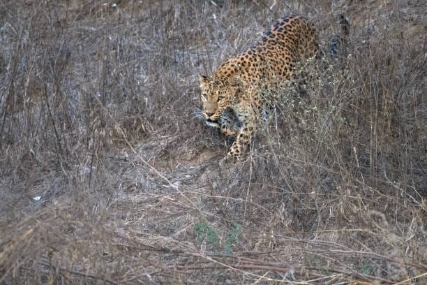 Trans-Himalayan-Leopard