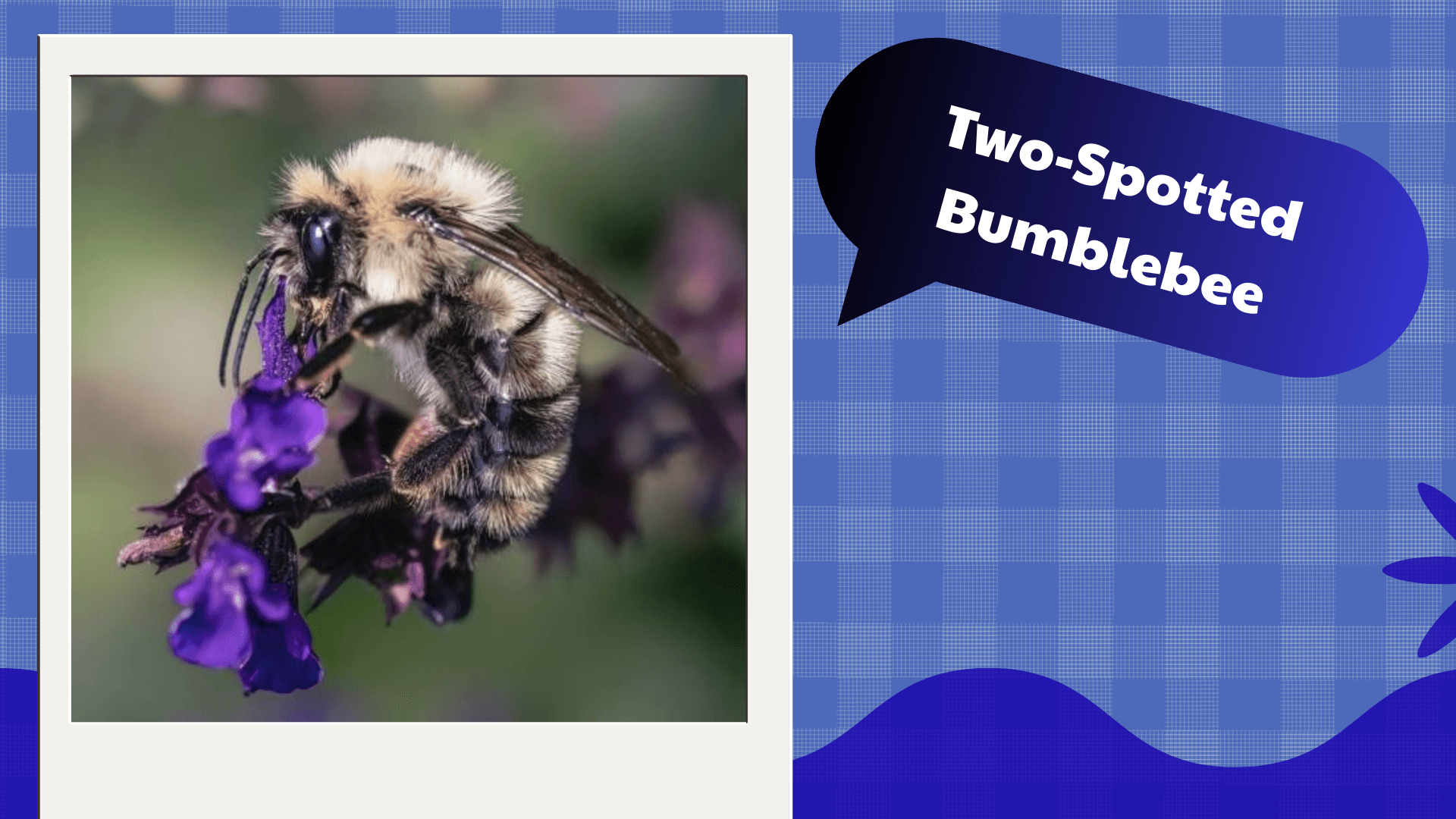 Two-Spotted Bumblebee