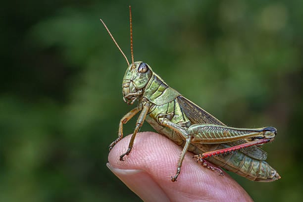 Two-Striped-Grasshopper