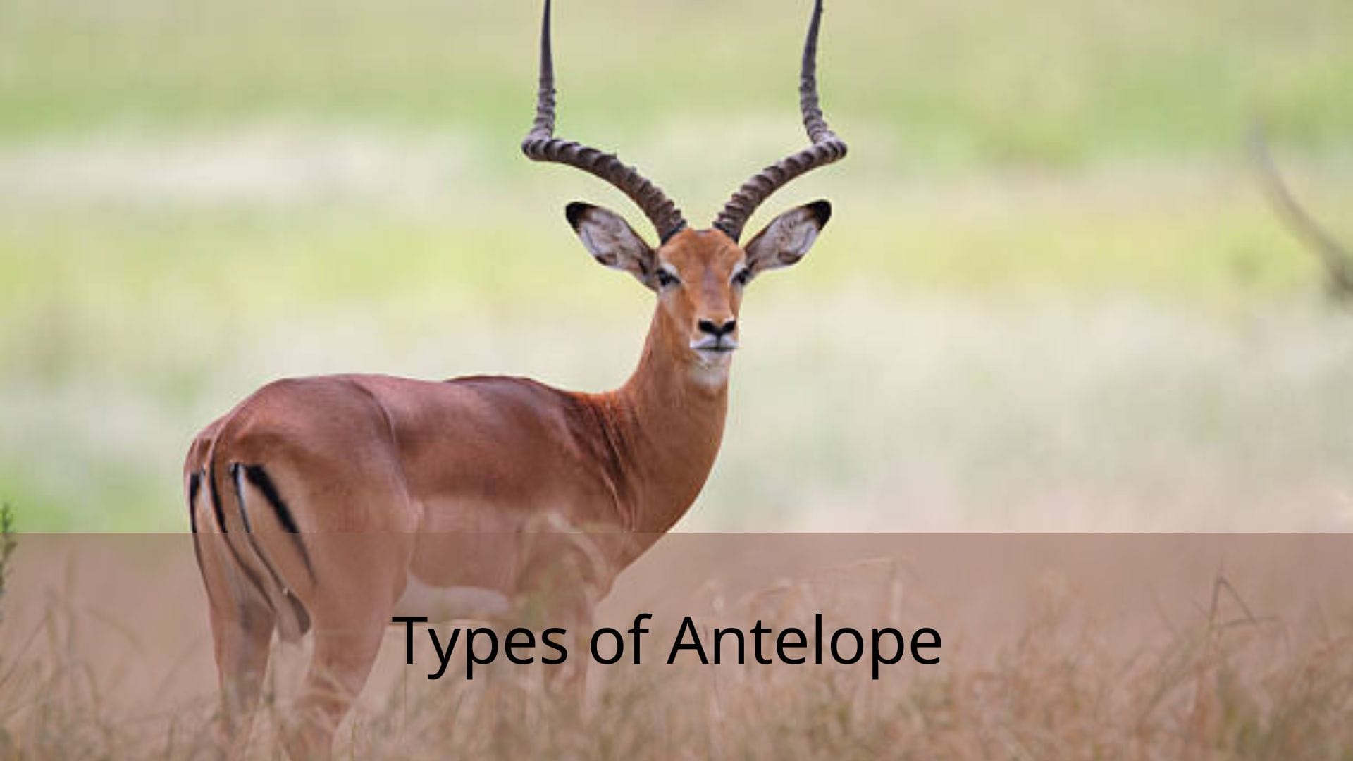 Types-of-Antelope