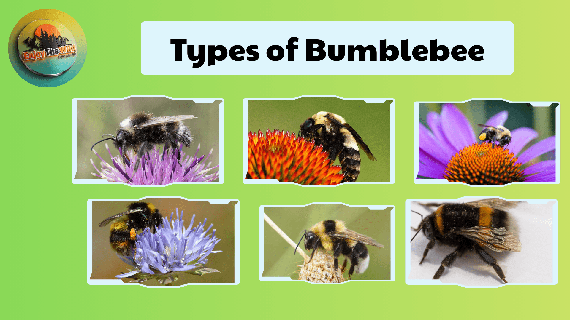 Types-of-Bumblebee