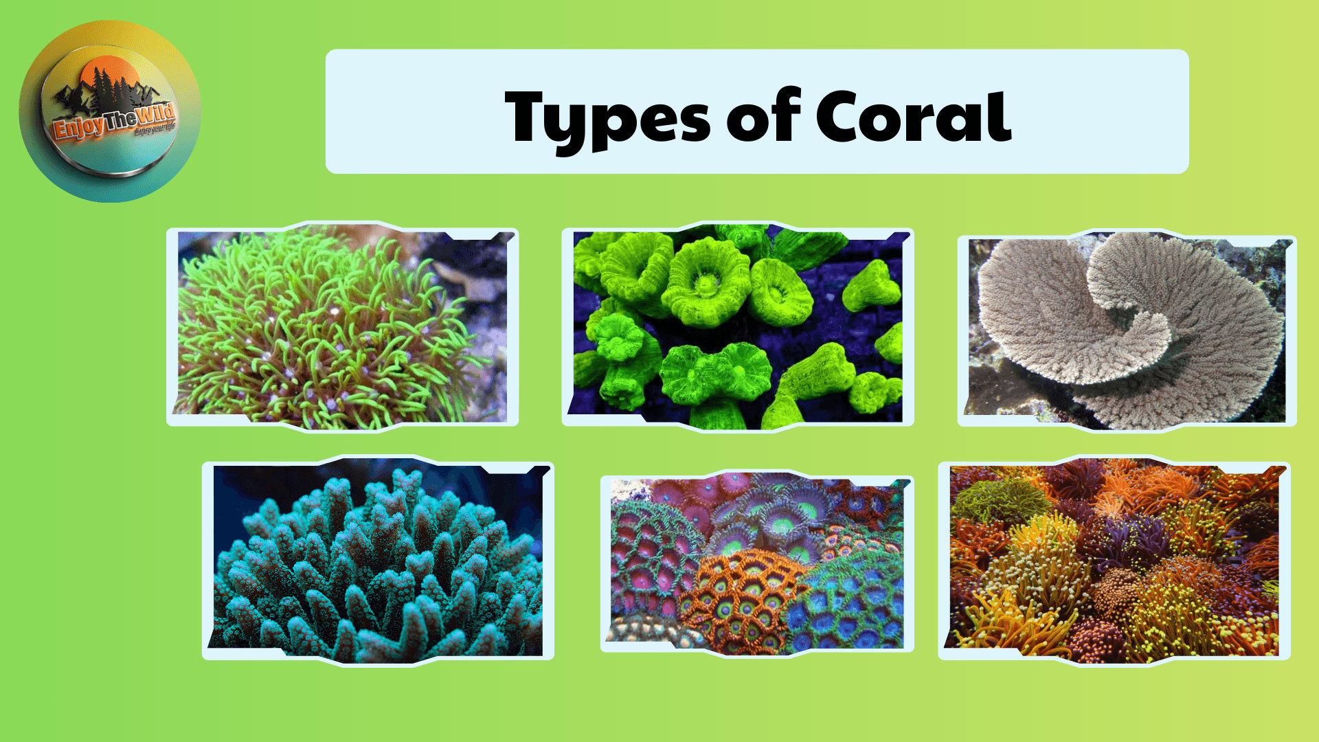 Types-of-Coral