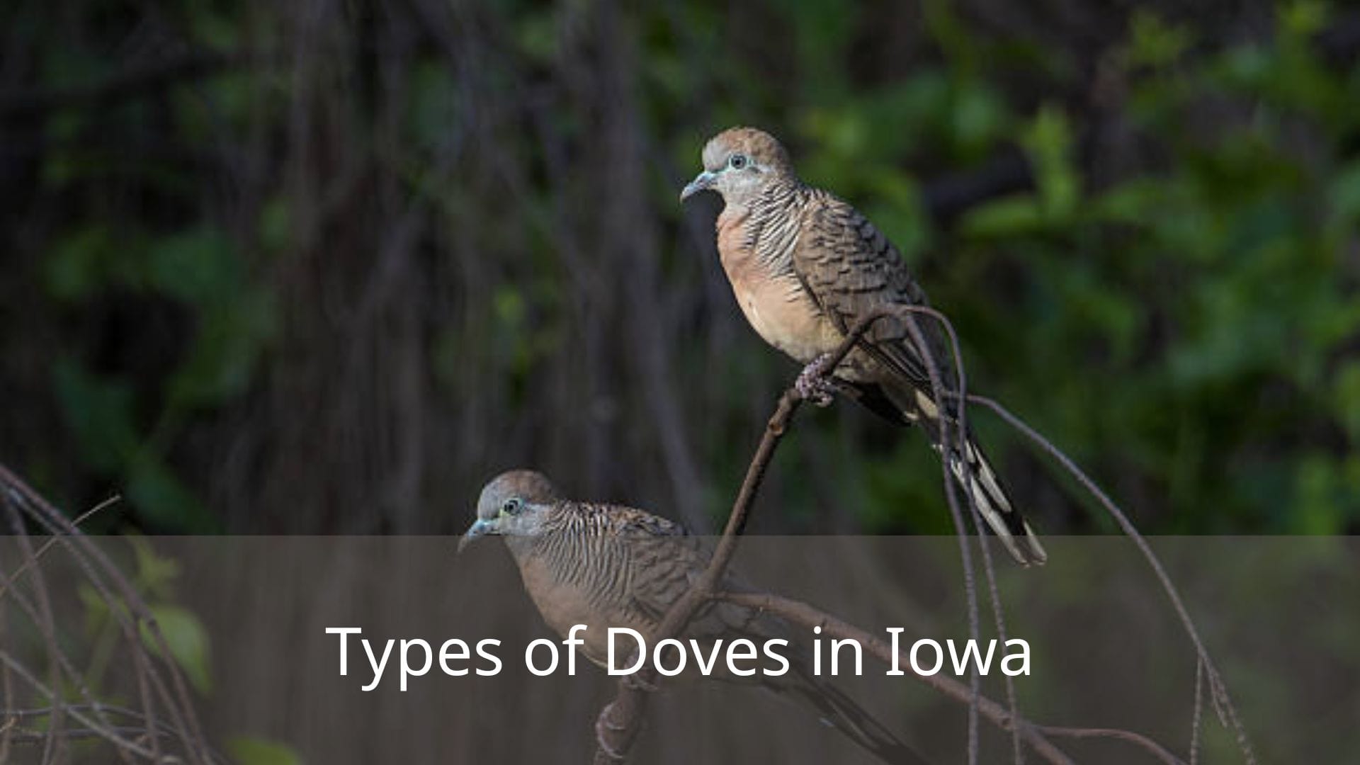 Types-of-Doves-in-Iowa
