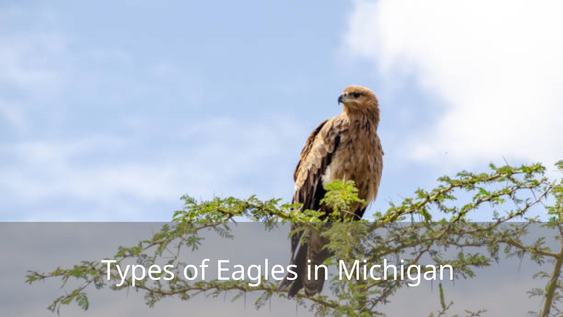 Types-of-Eagles-in-Michigan