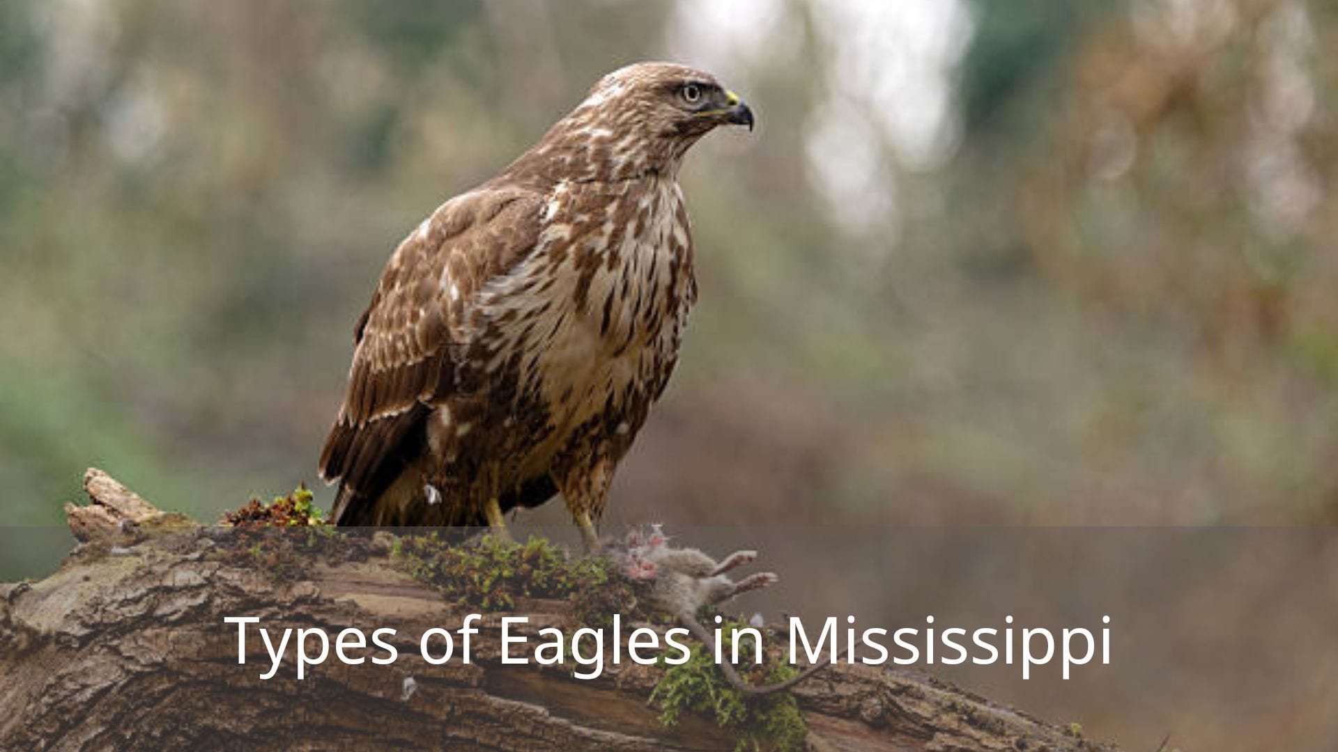 Types-of-Eagles-in-Mississippi